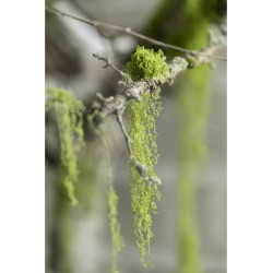 SACHET DE MOUSSE VERTE EXTENSIBLE 50G