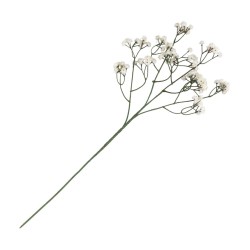 TIGE GYPSOPHILE CREME ENV 15CM X 10CM X 60CM