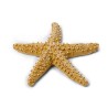 ETOILE DE MER IVOIRE 6.5 CM 