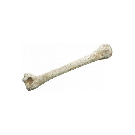 OS DES CAVERNES PLASTIQUES 28 CM 