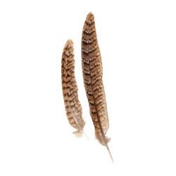 PLUMES NATUREL 16 CM