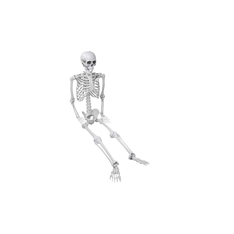 SQUELETTE ARTICULE 165 CM SQUELETTE ARTICULE 165 CM