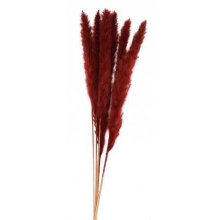 BOUQUET 6 TIGES HERBE DE PAMPA BORDEAU 65-75 CM