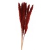 BOUQUET 6 TIGES HERBE DE PAMPA BORDEAU 65-75 CM