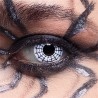 LENTILLES SEMAINE TOILE D'ARAIGNEE 